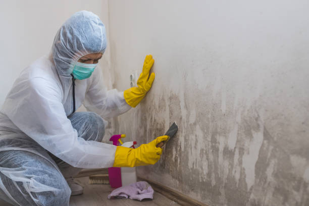 Best Toxic Mold Removal  in Kimberly, WI