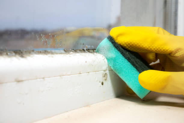 Home Mold Removal in Kimberly, WI